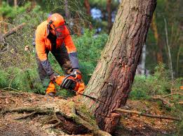 Reliable Topton, PA Tree Services Solutions